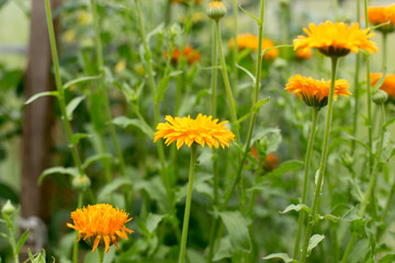 Obraz premium Bright summer flowers, beautiful and saturated shades
