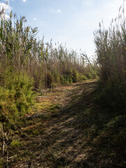 Camino entre cañas