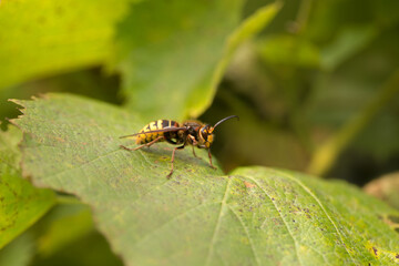 Naklejka premium Large hornet on a grape leaf, bright sun