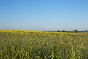 Beautiful yellow field under a bright blue sky