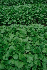 Obraz premium green leaves background