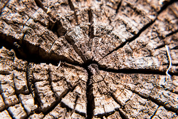 Old cracked tree, background pattern of old wood, annual rings, cracks. Close-up.