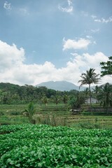 Obraz premium rice field in island