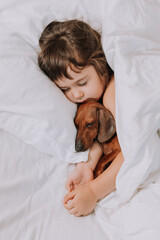 cute little brunette girl at home in bed with a brown dachshund dog cuddling and sleeping