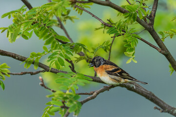 Brambling (Fringilla montifringilla)