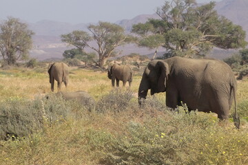 Fototapeta na wymiar Elephants on route