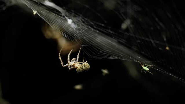Extreme close-up of diadem spider spinning its web at night. Work in progress, continuously moving insect legs, preparing for evening hunting. There is a little trapped insect next to the predator. 4K