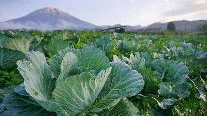 Naklejka premium cabbage plants that planted on the plantation on winter sesion, the leaves are green and look fresh - organic vegetable plantation 