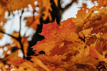 autumn maple leaves