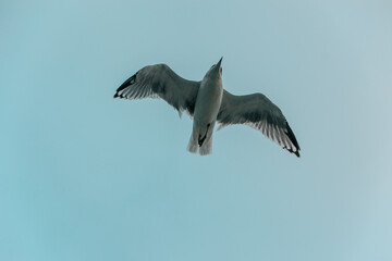 flying seagull in flight