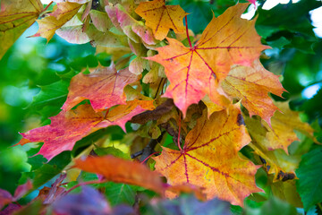 maple leaves in autumn