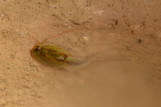 Tadpole shrimp // Urzeitkrebs (Triops vincentinus) from Faro District, Portugal