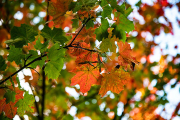 green and orange maple leafs
