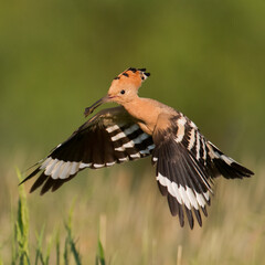 Obraz premium Bird Hoopoe Upupa epops, summer time in Poland Europe flying bird