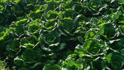 cabbage plants that planted on the plantation on winter sesion, the leaves are green and look fresh - organic vegetable plantation
