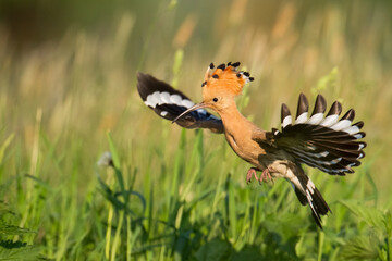 Bird Hoopoe Upupa epops, summer time in Poland Europe flying bird