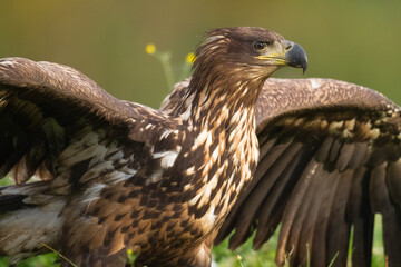 Majestic predator White-tailed eagle, Haliaeetus albicilla in Poland wild nature juvenile bird