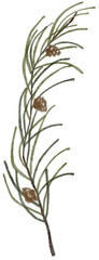 Watercolor winter fir branch illustration. Delicate fragile Christmas botanical floral spruce branch leaf