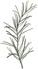 Watercolor winter fir branch illustration. Delicate fragile Christmas botanical floral spruce branch leaf