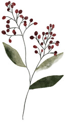 Watercolor winter twig with berry illustration. Delicate fragile Christmas botanical floral branch leaf