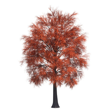 autumn tree, isolate on a transparent background, 3d illustration