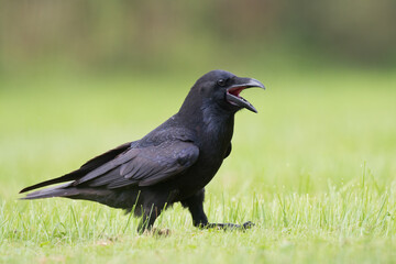 Obraz premium Bird beautiful raven ( Corvus corax ) North Poland Europe walking on green meadow