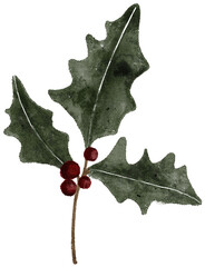 Fototapeta premium Watercolor winter holly plant illustration. Delicate fragile Christmas botanical twig leaf