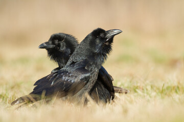Bird two beautiful raven ( Corvus corax ) North Poland Europe