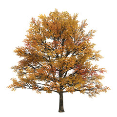autumn tree, isolate on a transparent background, 3d illustration - obrazy, fototapety, plakaty