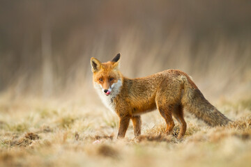 Naklejka na ściany i meble Fox Vulpes vulpes in autumn scenery, Poland Europe, animal walking among autumn meadow in amazing warm light 