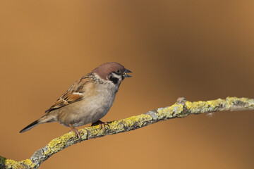 Fototapeta premium tree sparrow Passer montanus sitting on a branch brown background winter time winter frosty day