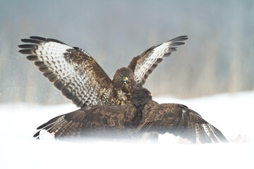 Common buzzard Buteo buteo in the fields in winter snow, buzzards in natural habitat, hawk bird on the ground, predatory bird close up	