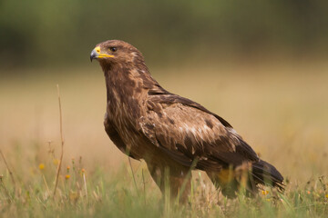Birds of prey - Lesser Spotted Eagle ( Aquila pomarina )