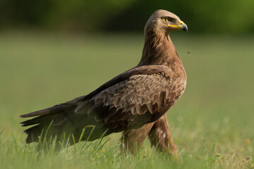 Birds of prey - Lesser Spotted Eagle ( Aquila pomarina )