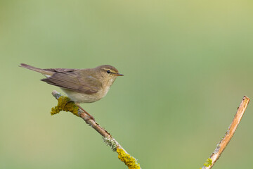 Small bird - Chiffchaff Phylloscopus collybita perched on tree, summer time