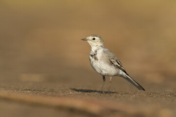 Fototapeta premium Bird white wagtail Motacilla alba small bird with long tail on light brown background, Poland Europe