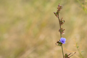 Closeup of blue common chicory flower with brown green blurred background