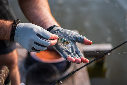 The fisherman in gloves holds the bait. The fisherman holds the bait in his hands. Spinning and hard lure.