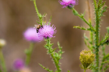 Closeup of bee on spiny plumeless thistle flower with selective focus on foreground