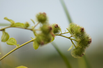 Closeup of green lesser burdock buds with blue sky on background and selective focus on foreground