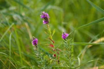 Closeup of purple loosestrife flowers with wild green blurred background