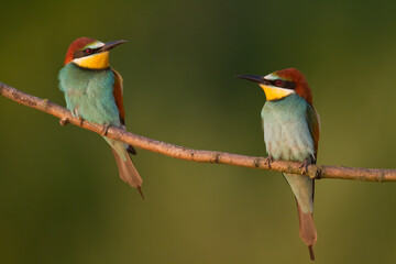 European Bee-Eater (Merops apiaster) perched on Branch near Breeding Colony. Wildlife scene of Nature in Northern Poland - Europe