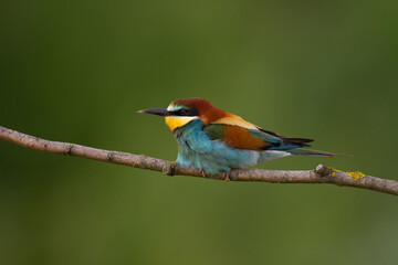 European Bee-Eater (Merops apiaster) perched on Branch near Breeding Colony. Wildlife scene of Nature in Northern Poland - Europe