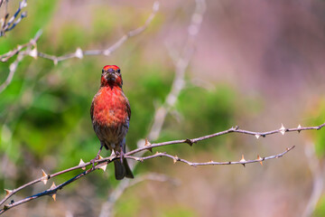 bird (A male Haemorhous purpureus) on a branch