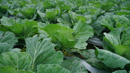 Naklejka premium Broccoli plants that planted on the plantation on winter sesion, the leaves are green and look fresh - organic vegetable plantation 