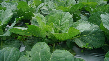 Broccoli plants that planted on the plantation on winter sesion, the leaves are green and look fresh - organic vegetable plantation
