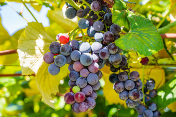 赤ワイン用ぶどう　塩尻市