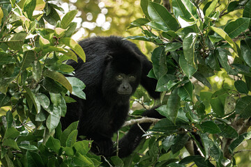 Howler Monkey