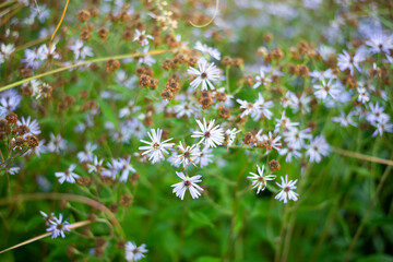 flowers in the meadow