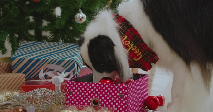 Funny border collie dog sniff and playing with decorative ball on the floor near the Christmas tree at cozy house. New Year winter holidays celebration. lovely puppy pet at home. Merry Xmas eve party.